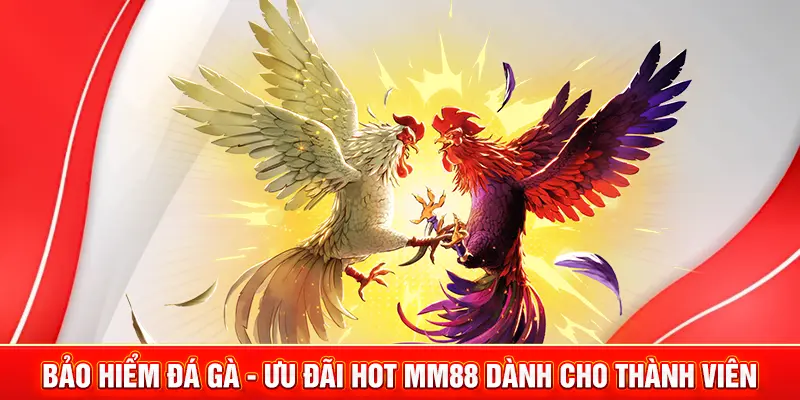 bảo hiểm đá gà