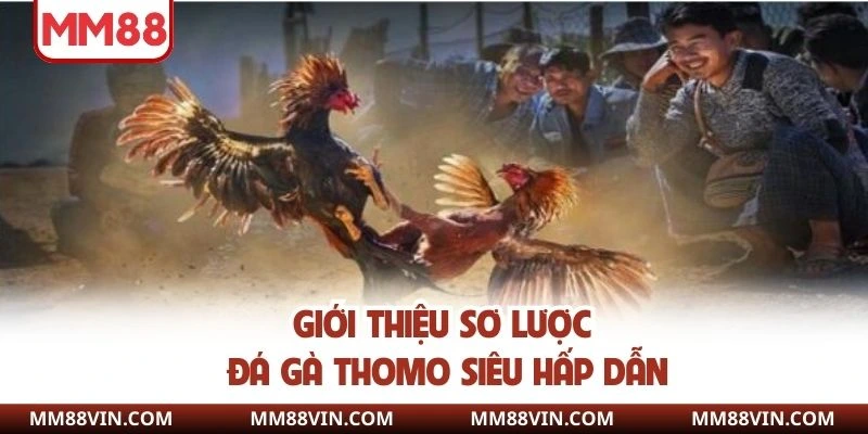 Đá gà Thomo loại hình giải trí một không hai