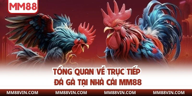 Tổng quan về trực tiếp đá gà tại nhà cái MM88